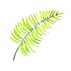 Hand-painted watercolor fern. An elegant sprig is an isolated element of garden set