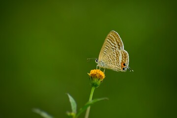 butterfly on a flower