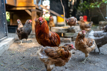 flock of chickens grazing on the small farm