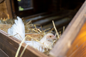 Closeup of a chicken on the eggs on hay in a barn in the village