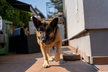 German shepherd outdoors in front of long grass