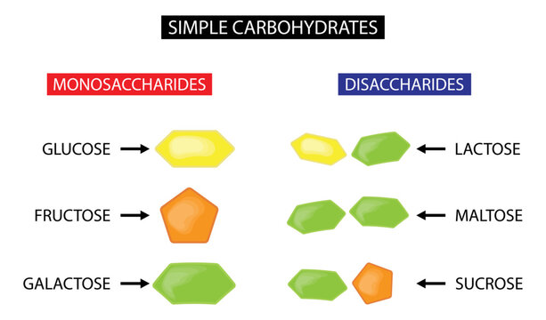 illustration of chemistry and biology, Simple Carbohydrates,  carbohydrate  is a biomolecule consisting of carbon, hydrogen and oxygen atoms, monosaccharides and disaccharides