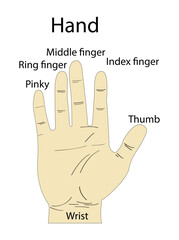 illustration of biology and anatomy, Human hand parts, Static adult human physical characteristics of the hand, Areas of the human hand
