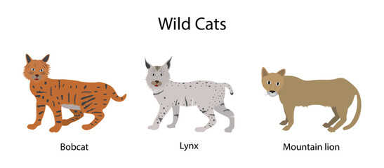 illustration of biology and animals, Wildcat is a species complex comprising two small wild cat species, European wildcat and African wildcat, Colors, patterns and characteristics of each breed of cat
