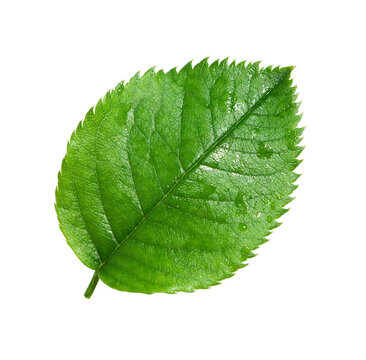 Single Green Leaf Images – Browse 674,092 Stock Photos, Vectors, and Video