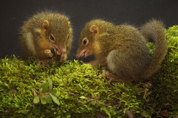 A pair of Javan treeshrews preying on cricket on a moss-covered rock. This rodent mammal has the scientific name Tupaia javanica.