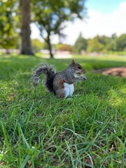 squirrel in the park