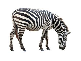 Cutout of an isolated zebra grazing grass  with the transparent png background	