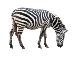 Fototapete Cutout of an isolated zebra grazing grass  with the transparent png background  © Nur Fatihah