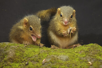 A pair of Javan treeshrews preying on cricket on a moss-covered rock. This rodent mammal has the...