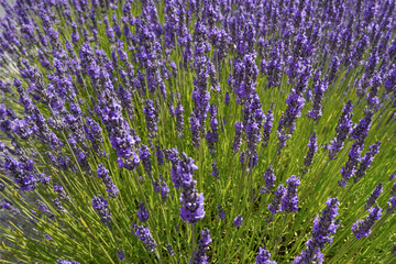 Obraz premium Lavanda profumata