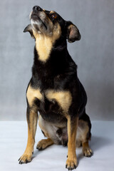 Portrait of sad dog on a white background. Sad and worried mongrel dog on a floor. Sad looking black dog sitting isolated on a white background. Sick or unhappy dog