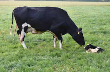 Kuh hat Kalb geboren 