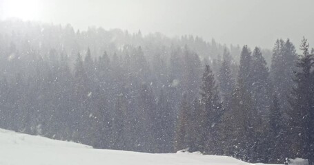 Snow falling in mountain forest. Natural winter landscape with snowy spruce forest, white snowdrifts. Heavy snowfall in cold woodland nature. Snowing climate. Pine forest in snowy weather. 4k 