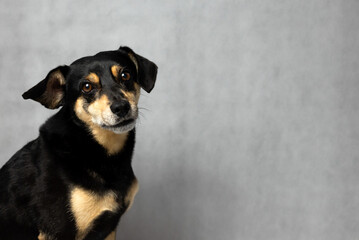 Portrait of sad dog on a white background. Sad and worried mongrel dog on a floor. Sad looking black dog sitting isolated on a white background. Sick or unhappy dog