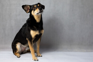 Portrait of sad dog on a white background. Sad and worried mongrel dog on a floor. Sad looking black dog sitting isolated on a white background. Sick or unhappy dog