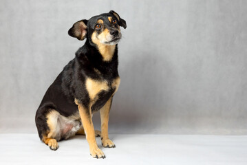 Portrait of sad dog on a white background. Sad and worried mongrel dog on a floor. Sad looking black dog sitting isolated on a white background. Sick or unhappy dog