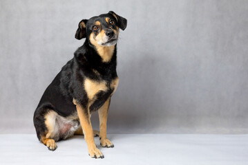 Portrait of sad dog on a white background. Sad and worried mongrel dog on a floor. Sad looking black dog sitting isolated on a white background. Sick or unhappy dog