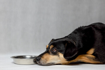 A hungry dog is lying next to an empty bowl. Sad black dog with an empty bowl. Dog with sad eyes waiting for feeding. Old mongrel dog lying near empty bowl in white background.