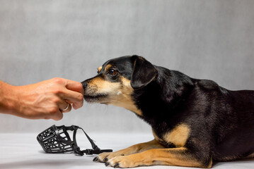 The crossbreed dog looks at the muzzle and is afraid. The dog does not like to wear a muzzle. Dog with a muzzle. Why a muzzle. Black dog on a white background next to the lamp. 