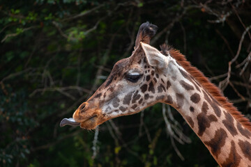 Giraffe Face Sticking Out Tongue In A Funny Way, Close-Up Side-View Portrait