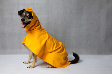 Happy mongrel black dog in a yellow raincoat stands on the white background. Dog in a yellow storm jacket. ​Cute Black dog, adressed in a yellow rain coat stands in a studio. Autum dog.