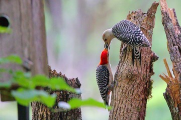Beautiful shot of red bellied woodpecker male clinging to broken tree trunk feeding his female