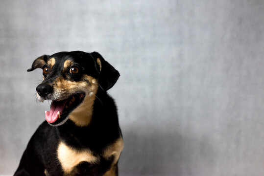 Black crossbreed dog portrait on a white background. Close-up of amongrel dog looking at the camera, isolated on white. Happy mixed breed dog in front of a white background. 