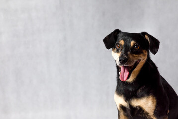 Black crossbreed dog portrait on a white background. Close-up of amongrel dog looking at the...