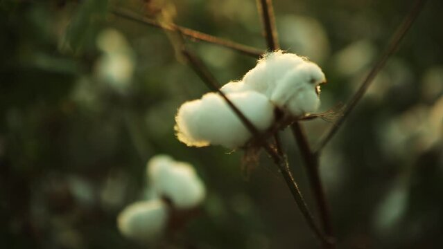 close up of a white cotton crop, cotton field