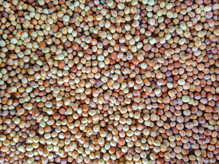Stack of shelled hazelnuts background. Hazelnut textured pattern