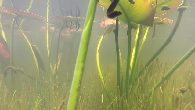 A leech swims in the water and sticks to the plant
Underwater shot from North America, 2022
