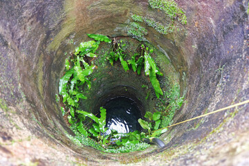 Deep old water well overgrown with plants.