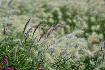 grass, nature, plant, field, green, flower, wheat, summer, meadow, wild, agriculture, cereal, yellow, macro, autumn, grain, spring, corn, flora, ear, closeup, plants, crop, seed