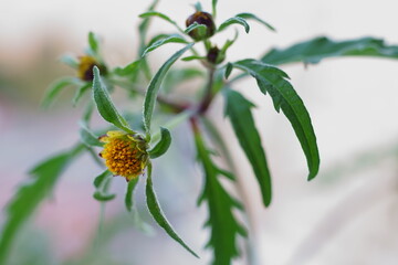 Blooming wild plant with yellow flowers - Devil`s beggarticks; Bidens frondosa