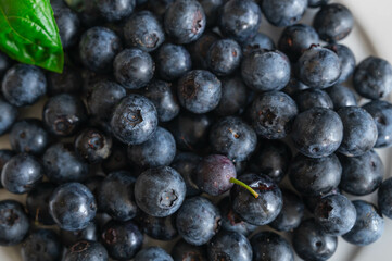 一面のブルーベリー