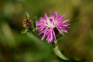 Wild flowers - Meadow knapweed; Centaurea nervosa