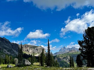 Grand Teton and lodgepole pines