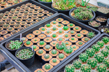 Collection of various cactus and succulent plants in different pots.  mini cactus next to windows with sun light. Home plant need sunshine to grow.