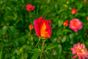 Beautiful bright rose in the garden. Close-up of a beautiful rose flower growing between green leaves in nature. Close-up of blooming petals on a flower plant.