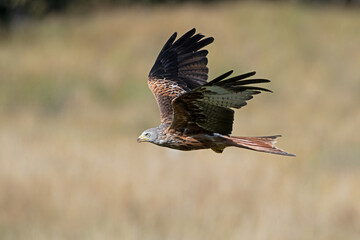 Red Kite (Milvus milvus) flying low over farmland