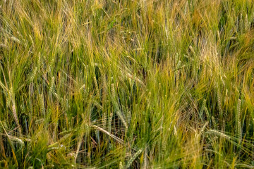 Spikelets of wheat close-up in a field in the evening. Golden spikelets on agricultural land. A mature wheat is close-up.