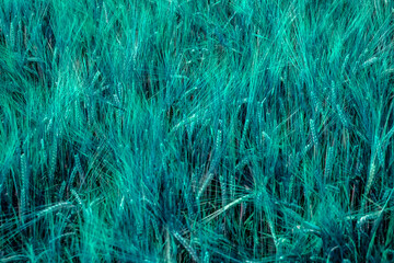 Spikelets of wheat close-up in a field in the evening. Golden spikelets on agricultural land. A mature wheat is close-up.