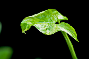 Syngonium podophyllum, Arrowhead Vine or Goosefoot Plant or Araceae or bicolor syngonium or syngonium  bicolor