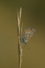 Common blue butterfly on a grass flower