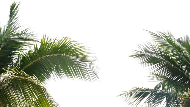 Tropical beach palm leaves coconut trees on white background, palm fronds swaying in wind nature frame border summer background.