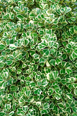 white striped green leaf background, abstract green texture, nature background, tropical leaf. vertical.             