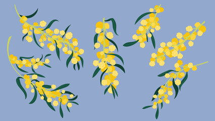 Acacia saligna wattle tree. Acacia flowers of spring - obrazy, fototapety, plakaty