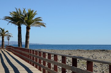 Palms tree next to litoral path in Marbella, Spain