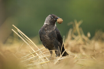Jackdaw, Eurasian jackdaw. Coloeus monedula, the western jackdaw, morning in the country.